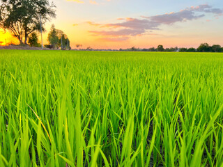 Fields, rice fields and sunset light in the evening beautiful sky with clouds.