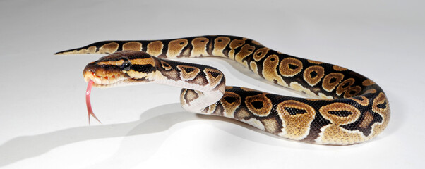 Fototapeta premium Ball python // Königspython (Python regius)