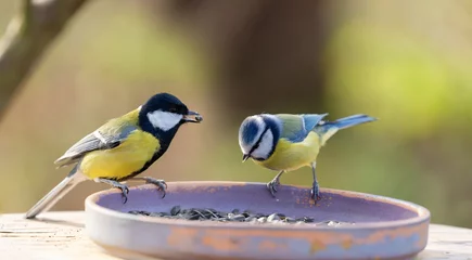 Selbstklebende Fototapeten Little birds perching on a bird feeder. Great Tit and blue tit © Nitr