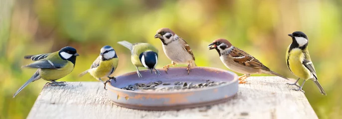 Tuinposter Groep kleine vogels die op een vogelvoeder neerstrijken © Nitr