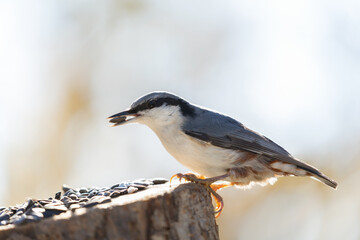 Little bird sitting on bird feeder with sunflower seeds. European nuthatch