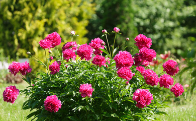 bush of red peonies in a garden