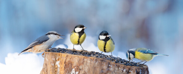 Group of little birds perching on a bird feeder. Winter time