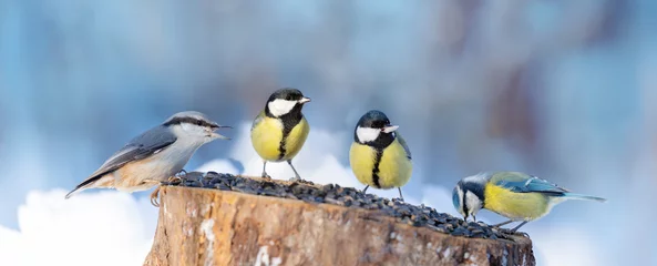 Tuinposter Group of little birds perching on a bird feeder. Winter time © Nitr
