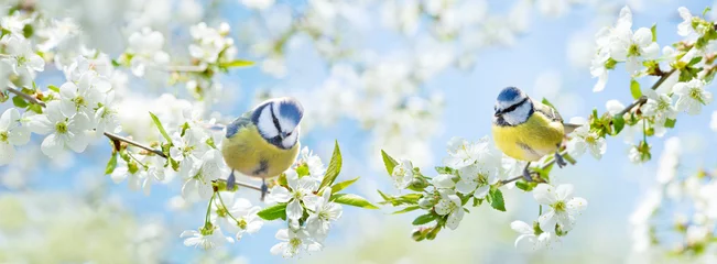 Zelfklevend Fotobehang Kleine vogels die op tak van bloesemkersenboom neerstrijken. De pimpelmees. Lente tijd © Nitr