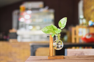 tree in vase on the table in the coffee shop