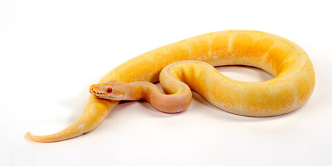 Ball python // Königspython (Python regius) - Spider Albino colour-morph - obrazy, fototapety, plakaty