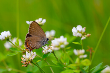 brown little butterfly on a white flower, Satyrium ilicis