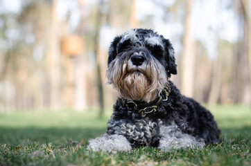 Cute black miniature schnauzer dog with silver color in spring park or forest