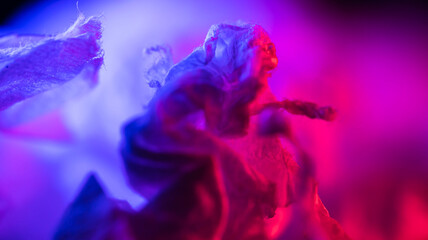 Fototapeta premium Close up and macrophotography of paper tissue with red and blue color