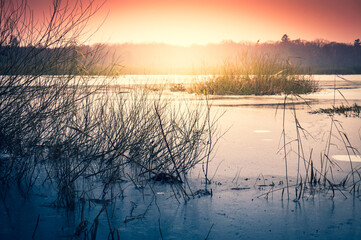 Frozen swamp in winter, Kolobrzeg Podczele, Poland