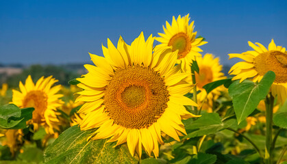 Gros plan d'une fleur de tournesol.	