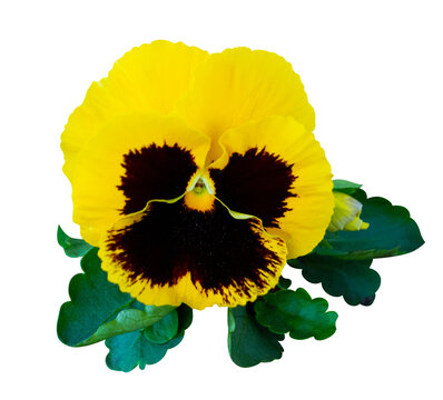 flowers yellow pansies isolated on white background