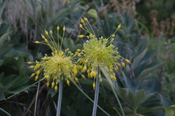 Blooming yellow onion, scientific name Allium flavum
