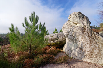 The circuit of 25 bumps in Fontainebleau forest