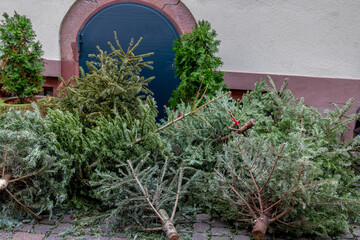 Old Christmas trees abandoned on a sidewalk waiting to be collected after christmas is over.