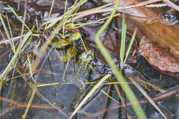 edible frog, Pelophylax esculentus, water frog or green frog