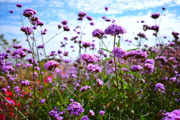 Verbena flower