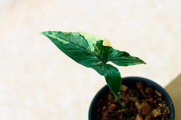 Closeup to Syngonium Aurea Variegated in the pot  