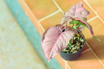 Closeup to Fresh PINK SYNGONIUM in the pot