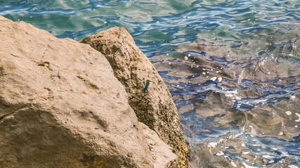 A small colored bird with a long beak sits on a stone on the seashore in sunny weather