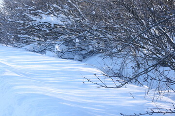 Shadows in the snow under the branches of bushes on a sunny day