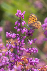 Fototapeta na wymiar Mauve flowers with orange butterfly