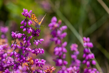 Orange butterfly with black polka dots perched on mauve flowers
