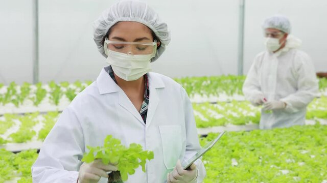 Asian female scientist and team checking quality of the water and amount of fertilizer in the water. of hydroponic vegetable farms