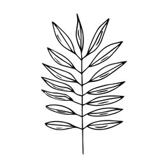 hand drawn leaf vector illustration. Big tropical leave. Simple black stroke. flower lineart isolated graphic elements for your design, floral lineart for classic design.