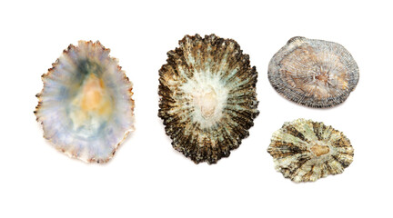 Limpet shells found on beaches of Gran Canaria, isolated on white background