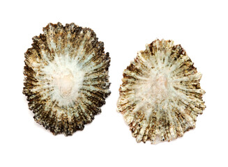 Limpet shells found on beaches of Gran Canaria, isolated on white background