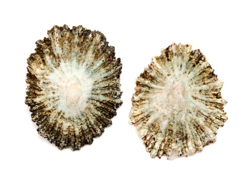 Limpet shells found on beaches of Gran Canaria, isolated on white background