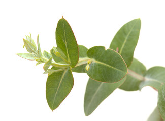 Fototapeta na wymiar Flora of Gran Canaria - Eucalyptus camaldulensis, introduced species, glaucous young shoots isolated 