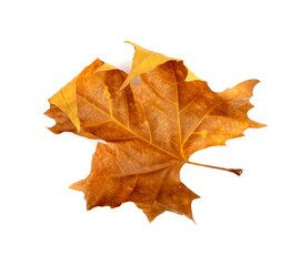 Sycamore Autumn Leaf Isolated