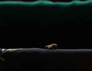Obraz premium Fly macro closeup photo on cloth