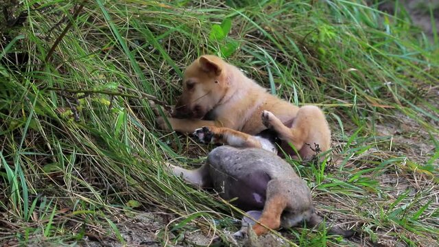 Homeless Puppies Playing on Grass.