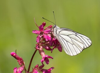 butterfly on flower