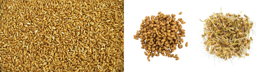 Dried And Sprouted Wheat Isolated On White Background