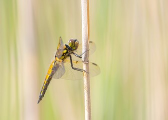dragonfly on a branch