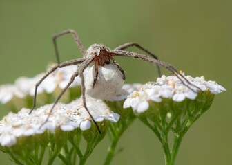 spider on a leaf