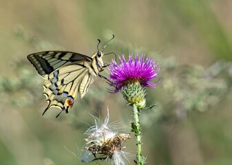 butterfly on flower