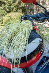 Plant planted in a motorbike helmet pot