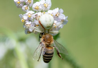 bee on a flower