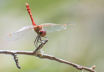 red dragonfly on a branch