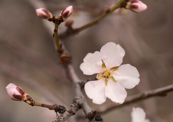 Fototapeta na wymiar Horticulture of Gran Canaria - almond trees blooming in Tejeda in January, macro floral background 