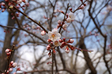 cherry blossoms in early spring