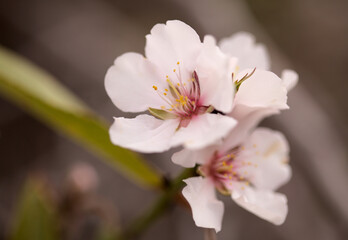 Horticulture of Gran Canaria -  almond trees blooming in Tejeda in January, macro floral background
