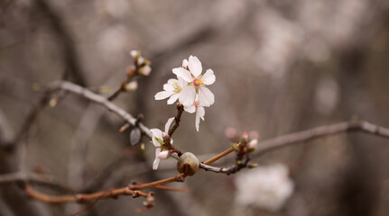 Horticulture of Gran Canaria -  almond trees blooming in Tejeda in January, macro floral background
