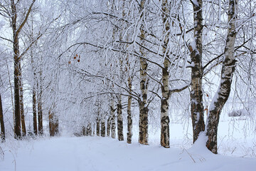 winter landscape trees covered with hoarfrost
